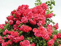 Саженцы розы плетистой "Дон Жуан"