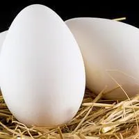 Инкубационное яйцо гусей Линда