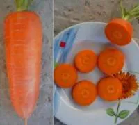 Семена моркови Геркулес F1 / Hercules F1, Sakata