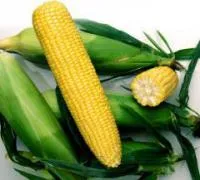 Семена кукурузы суперсладкой Ноа F1 / Noa F1, Pop Vriend