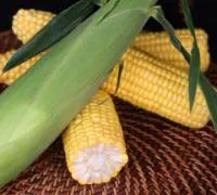 Семена кукурузы суперсладкой