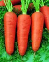Семена моркови Роял Шантане / Royal Chantenay, Pop Vriend
