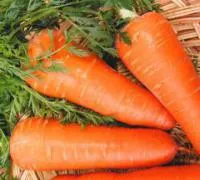 Семена моркови Шантане Роял / Chantenay Royal, United Genetics