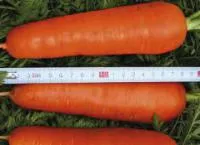 Семена моркови Мирафлорес F1 / Miraflores F1, Clause