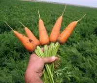 Семена моркови Шантане Ред Кор / Chantenay Red Core, Vilmorin