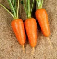 Семена моркови Болтекс / Bolteks , Clause