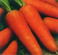Семена моркови Курода / Kuroda, United Genetics