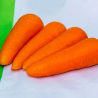 Семена моркови СВ 3118 F1 / SV 3118 F1, Seminis