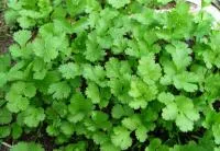 Семена Кориандр/ Coriander от фирмы Pop Vriend Seeds