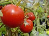 Семена томата Хайнц 1350/ Heinz 1350 от фирмы Pop Vriend Seeds