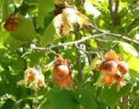 Саженцы лещины разнолистная