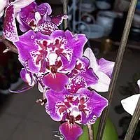 Орхидея фалинопсис-мутант
