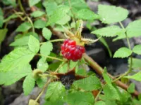 Малина обыкновенная Rubus idaeus, h см 60-80