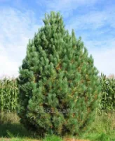 Сосна кедровая Pinus cembra, h см 10-15
