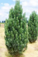 Сосна веймутова Pinus strobus, h см 30-50