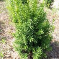 Тис средний Хикси