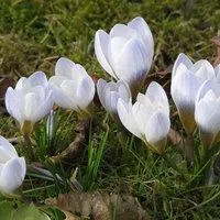 Луковицы Шафрана, крокус - CROCUS