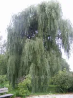 Ива Salix Alba, h см 100-120