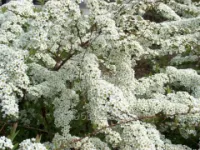 Спирея острозазубренная Spiraea arguta, h см 30-40