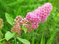 Спирея Spiraea Douglasii, h см 30-50