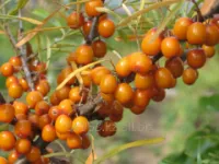 Облепиха Hippophae Rhamnoides, h см 40-60