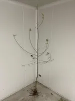 Саженцы яблони производства Сербия