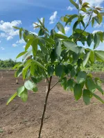 Саженцы Грецкого ореха производства Сербия