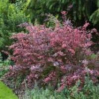 Саженцы кустарников лиственных