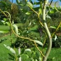 Саженцы деревье лиственных