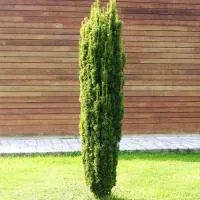 Саженцы Тиса ягодного колоновидного