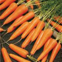 Голландские семена моркови Купар F1
