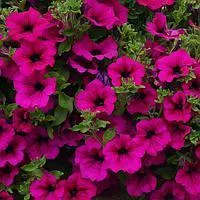 Сурфиния пурпурная (Purple) (рассада)