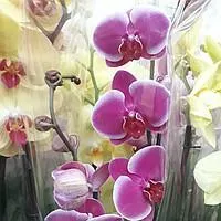 Орхидея фаленопсис