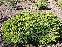 Ель обыкновенная Нидиформис (Picea abies Nidiformis)