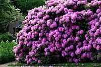 Рододендрон (лат. Rhododendron)