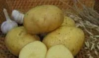 Семена картофеля Триумф, Элита, фракция 28-60 мм