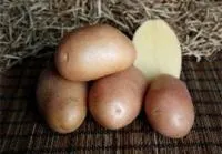 Семена картофеля Ажур, Элита, фракция 28-60 мм