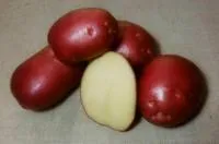 Семена картофеля Рокко