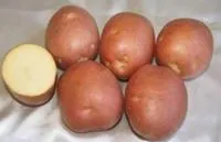 Семена картофеля Амур, Элита, фракция 28-60 мм