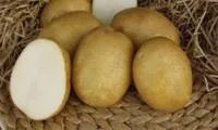 Семена картофеля Лидер, Элита, фракция 28-60 мм