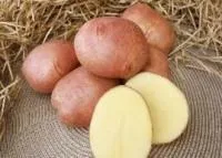 Семена картофеля Взрывной, Элита, фракция 28-60 мм
