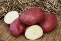 Семенной картофель Элитных сортов