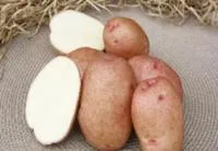 Семена картофеля Красавчик, Элита, фракция 28-60 мм