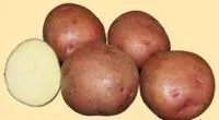 Семена картофеля Старт, Элита, фракция 28-60 мм