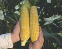 Кукуруза «Bi-color» РОУЗИ F1 (5000 семян) Clause