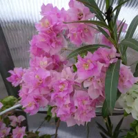 Бугенвиллия Pagoda Pink