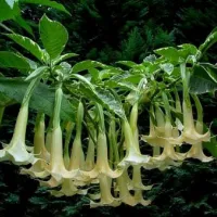 Бругмансия Майя