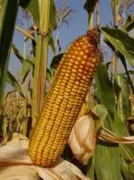Семена кукурузы Краснодарский 455 МВ