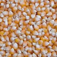 Семена кукурузы Катерина СВ