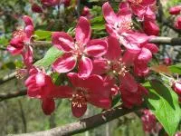 Яблоня Недзвецкого